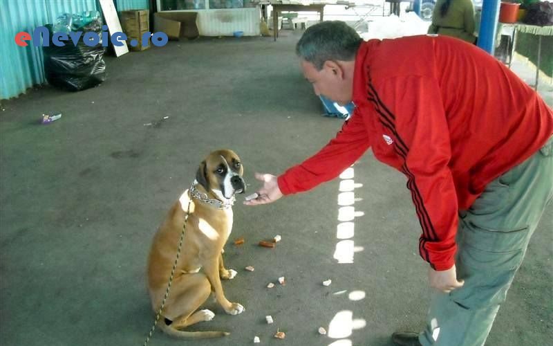 6dresaj-animale-ingrijire-animale--best-dogs-2220-.png