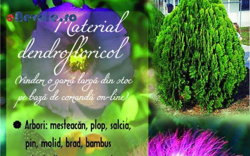 Imagine din portofoliu de lucrari