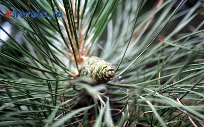 Imagine din portofoliu de lucrari