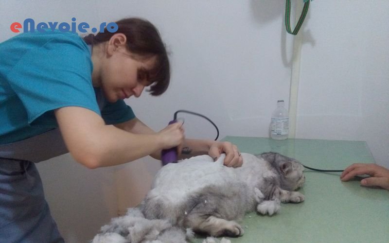 3cosmetica-si-ingrijire-animale-clinica-veterinara-ingrijire-animale--sc-homevet-ca.png