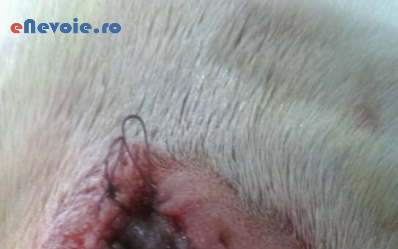 6clinica-veterinara-ingrijire-animale--sc-lil-pet-ve.png